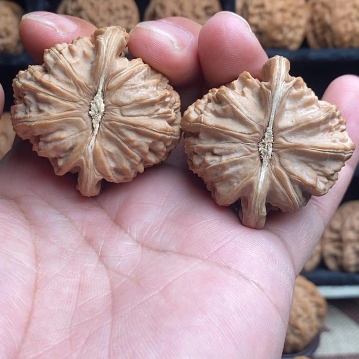 微修尖白狮子42尺寸