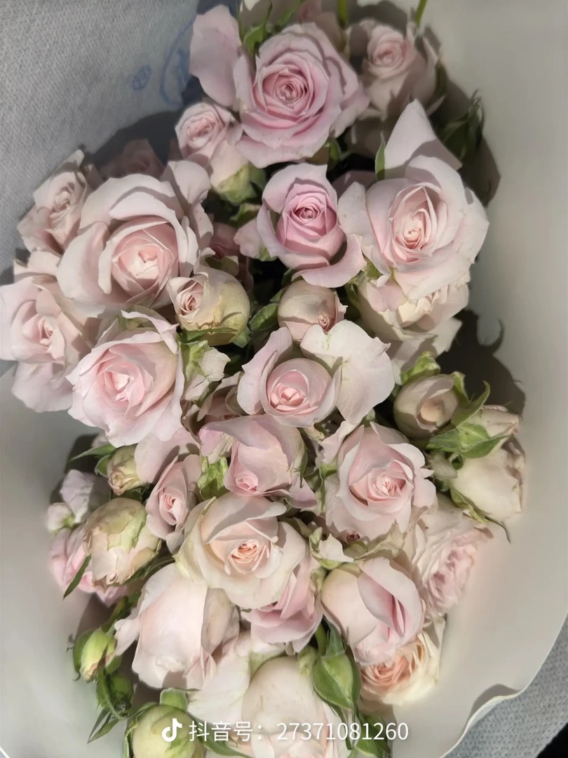 仙子之吻10枝装多头鲜花玫瑰玫瑰花多头玫瑰花束车厘子