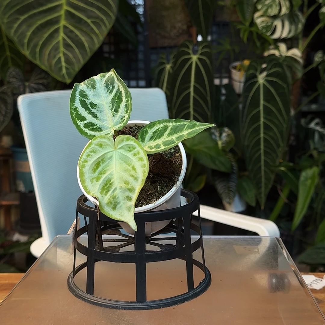 完全开放I147白月光杂银色面纱