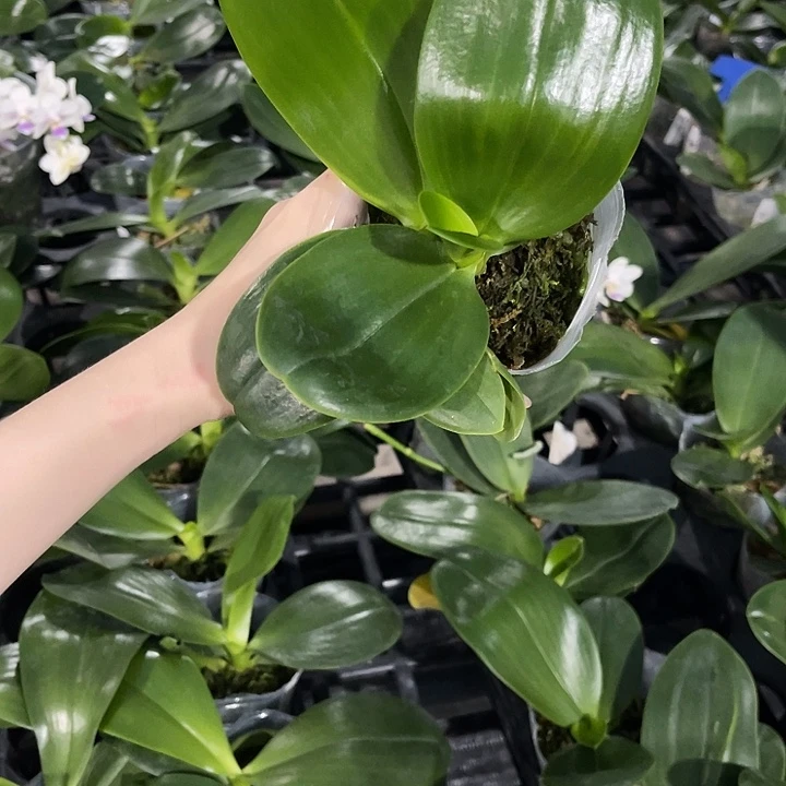 R***R无花朵蝴蝶兰swr雪花