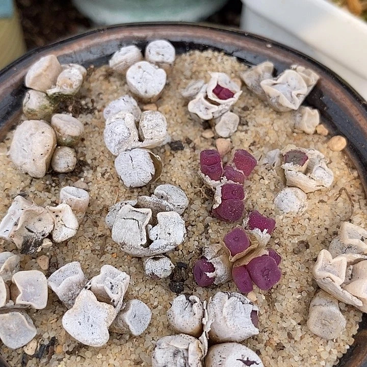 13515方碗群生母本一颗