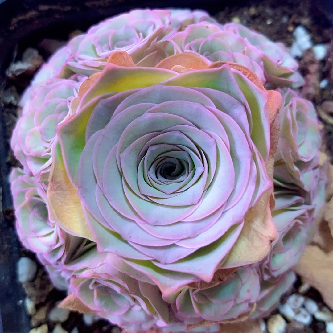 紫芙绣球一物一拍006