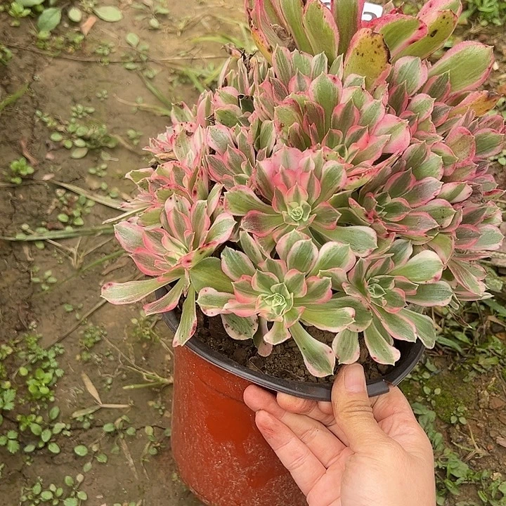 11.1-53男神多肉植物0