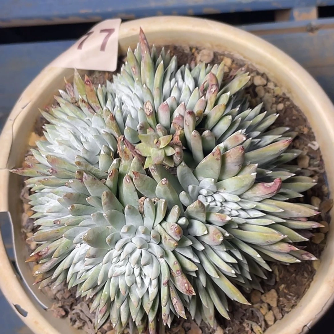 【闪购商品】白姆缀化