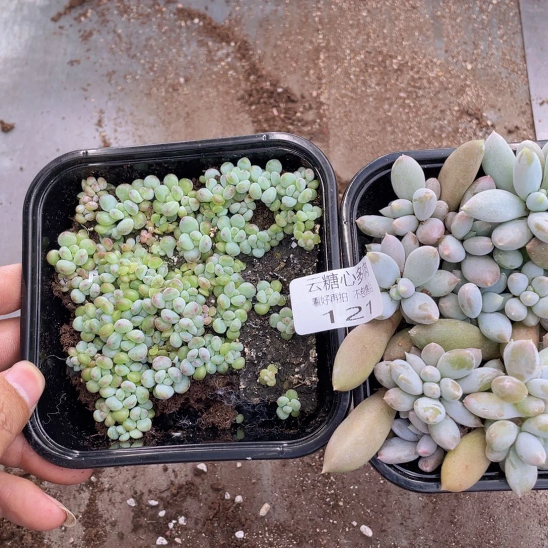 婷**云糖心多肉植物121