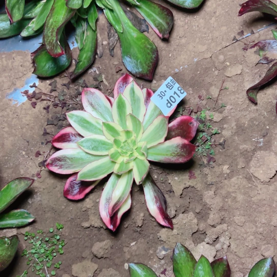 018魅影多肉法师