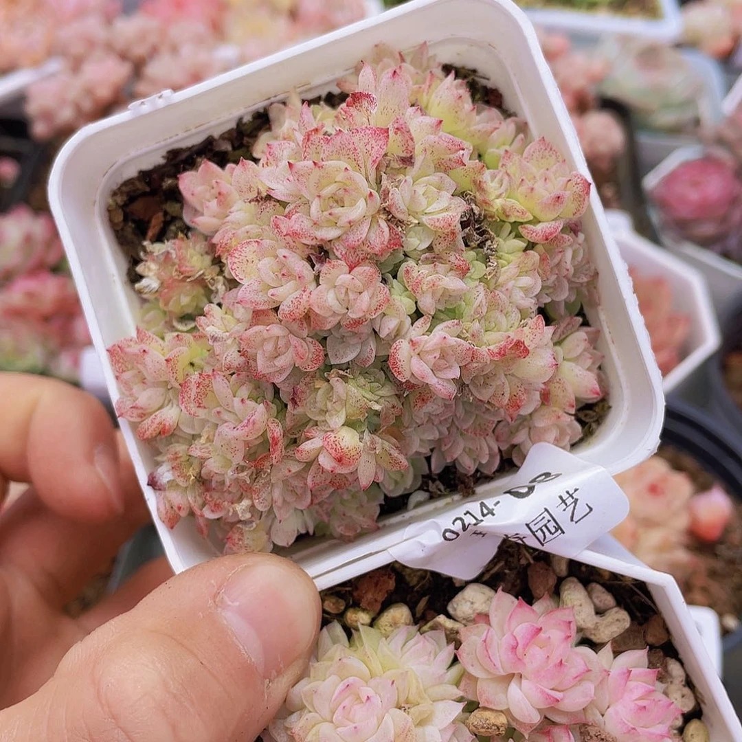 00000000000008量拍