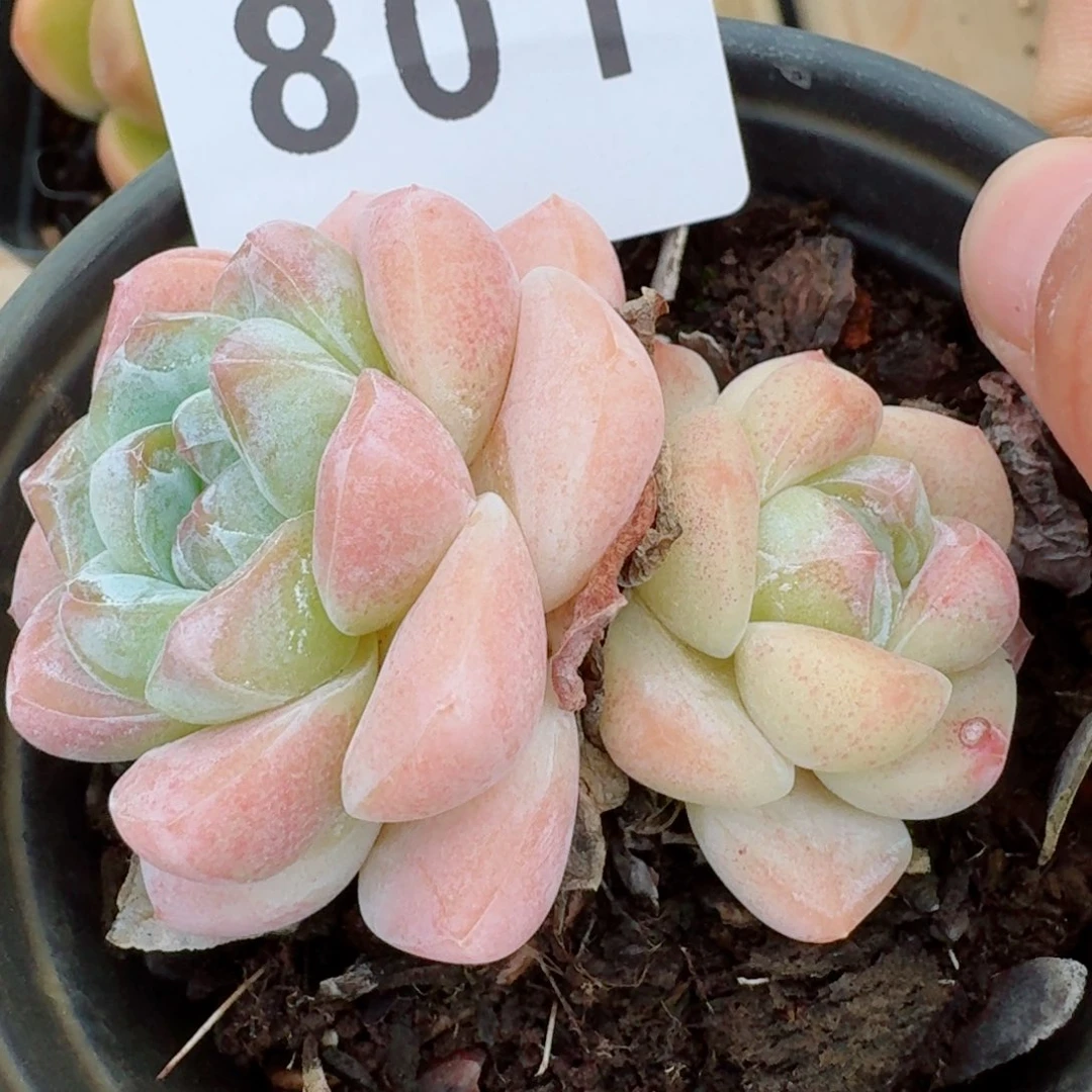 樱花冰玉            精美多肉植物