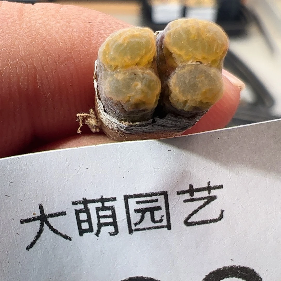一物一拍MG1456.5黄绿冰珀火柴勋章400