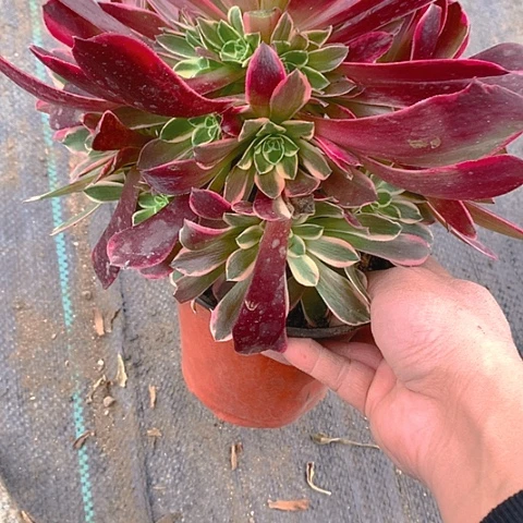 115金丝多肉植物