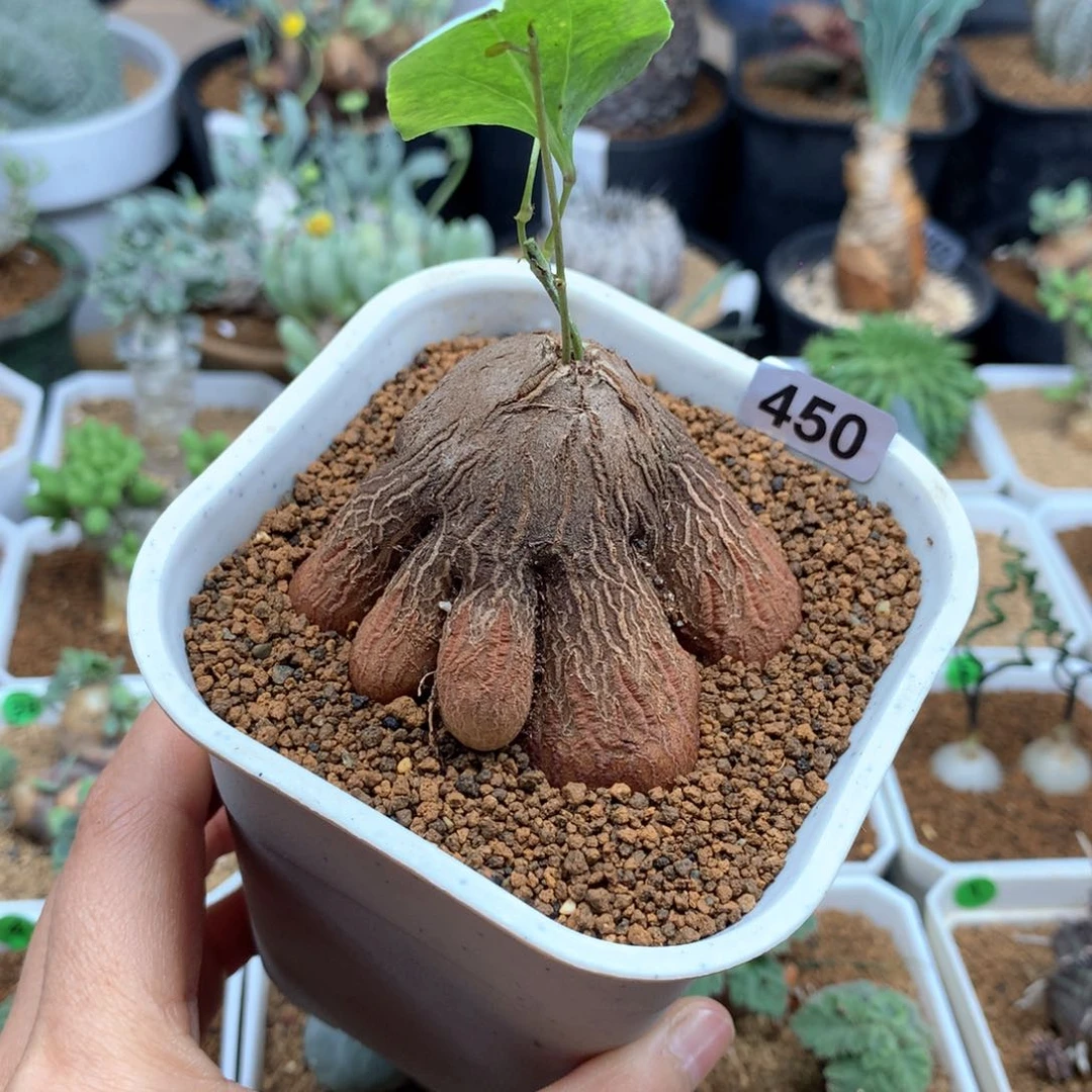 象足龟甲龙带盆发货