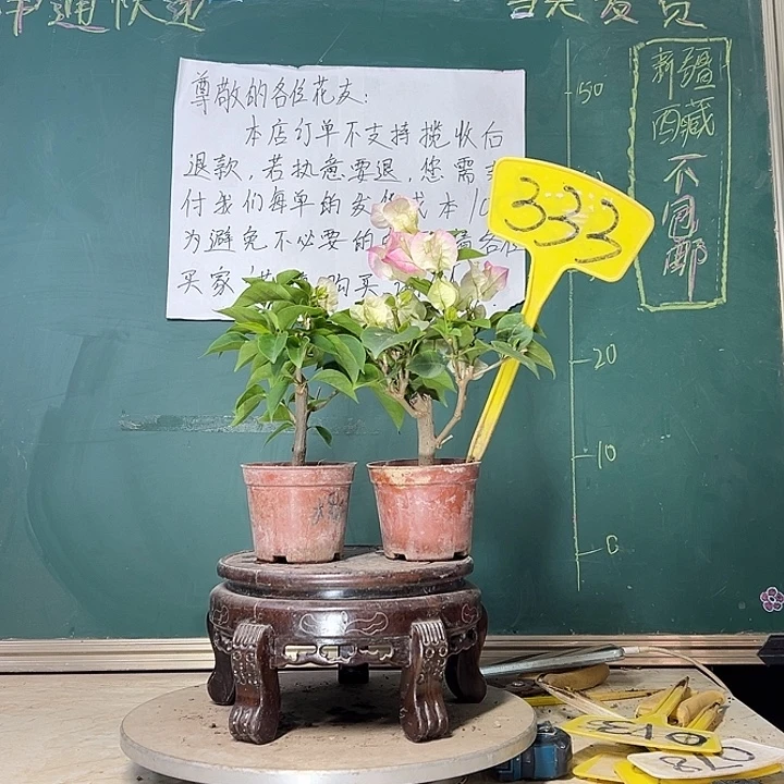 当前无花栽培后可以开花绿叶水晶掌中宝 绿樱掌中宝333