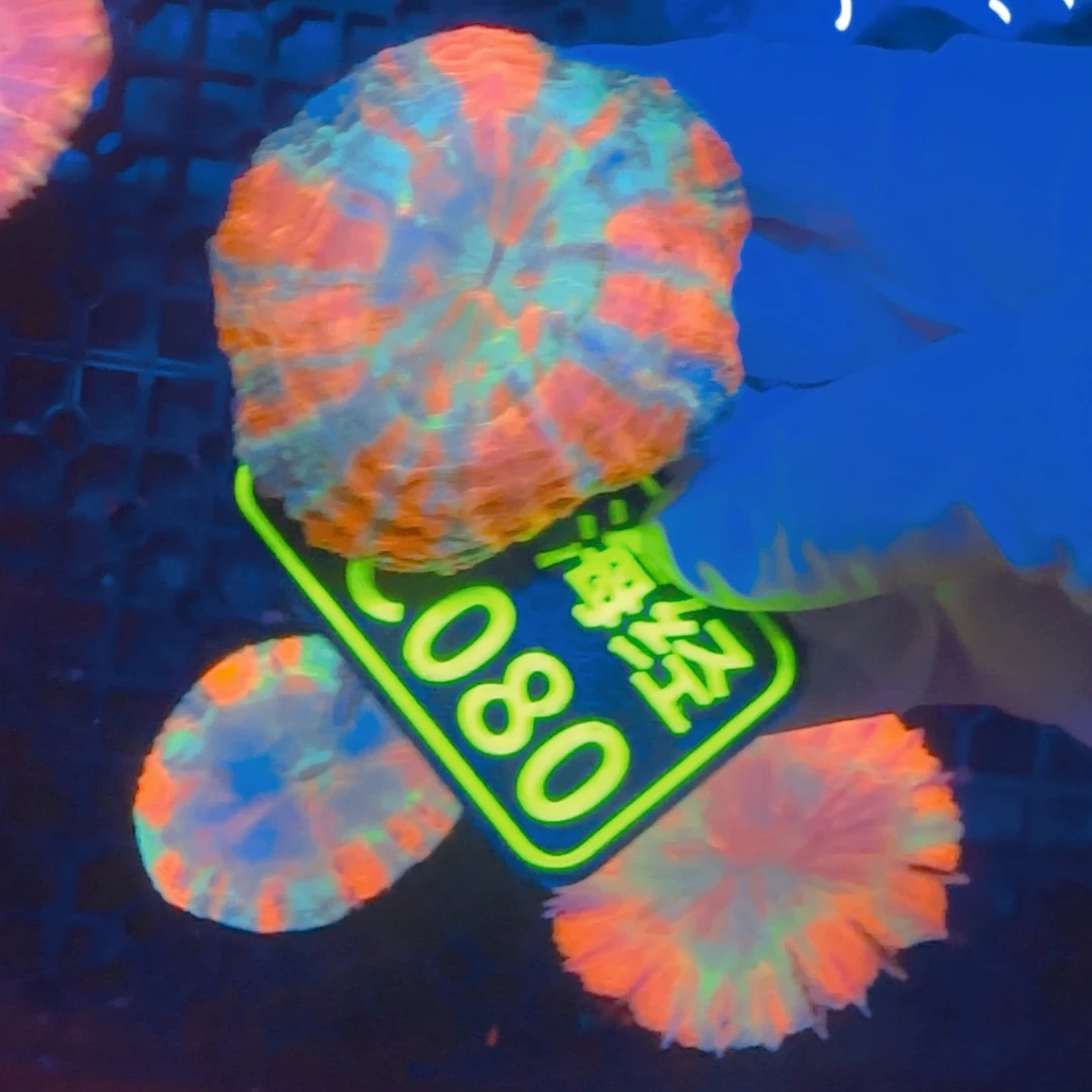 与***干纽扣珊瑚晓晓不包邮脱藻富士脑C080