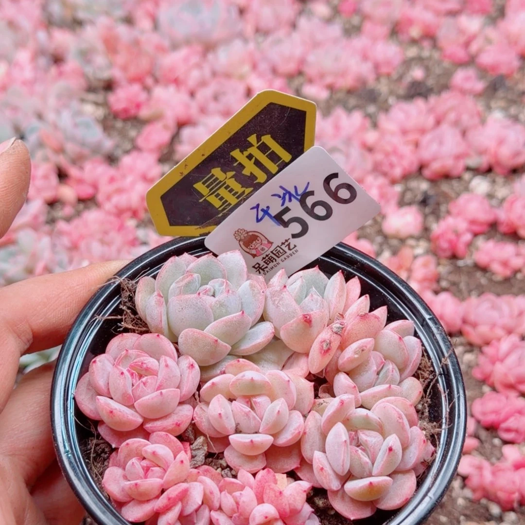 多肉植物多肉植物