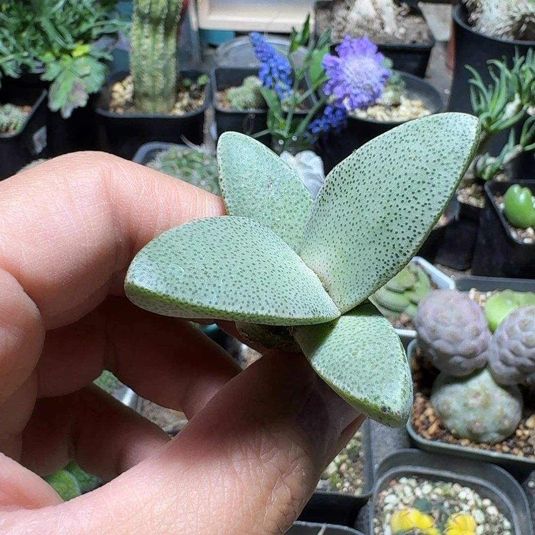 272青鸾脱土发货一个随机