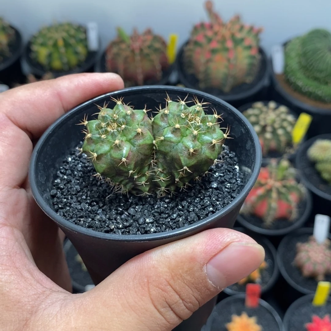 多头海神——带盆土发货