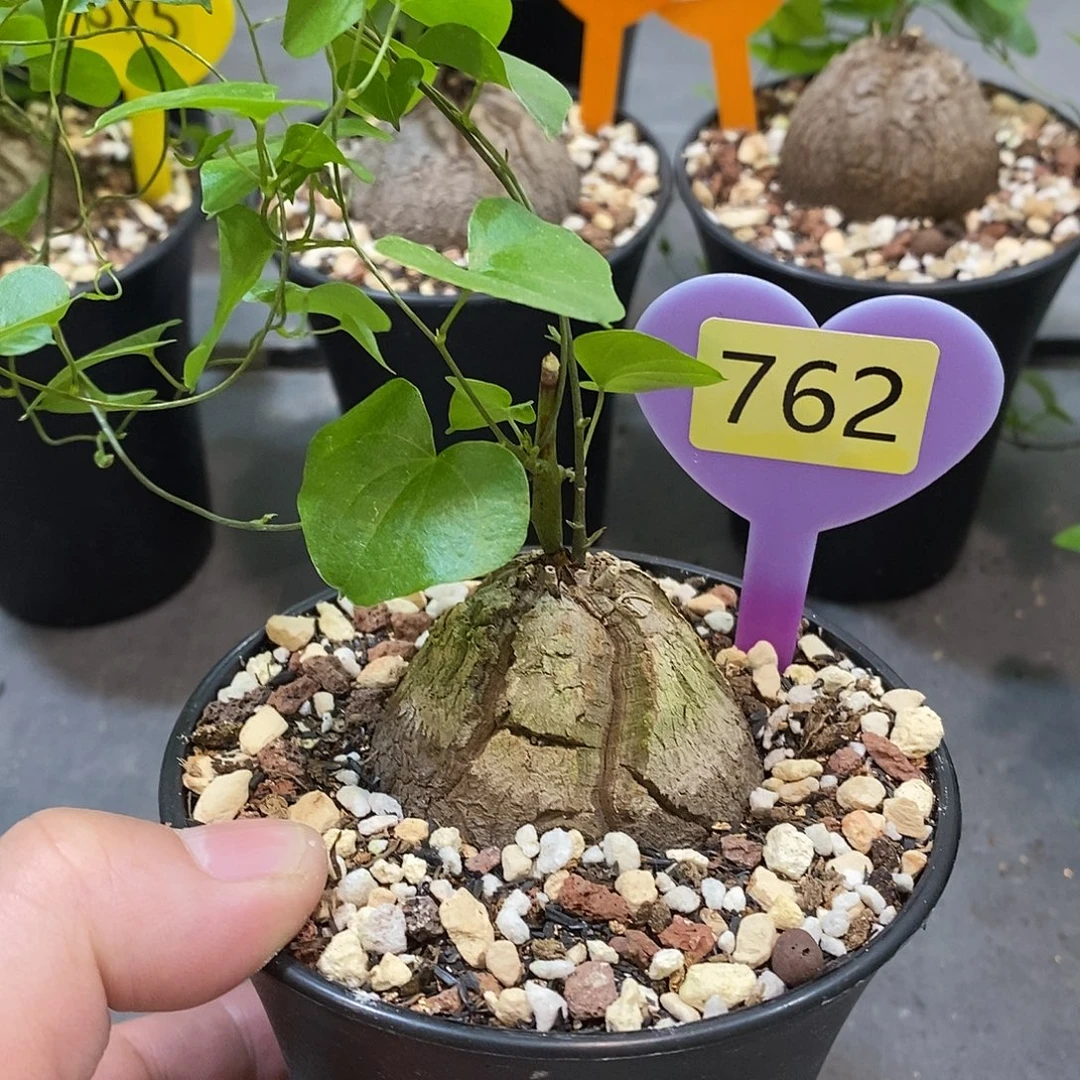 南非龟甲龙龟甲龙