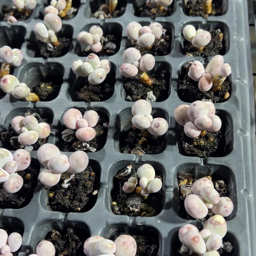 单头小老庄奶酪到手1颗 默认叶片微瑕呲 量拍多肉满18包邮