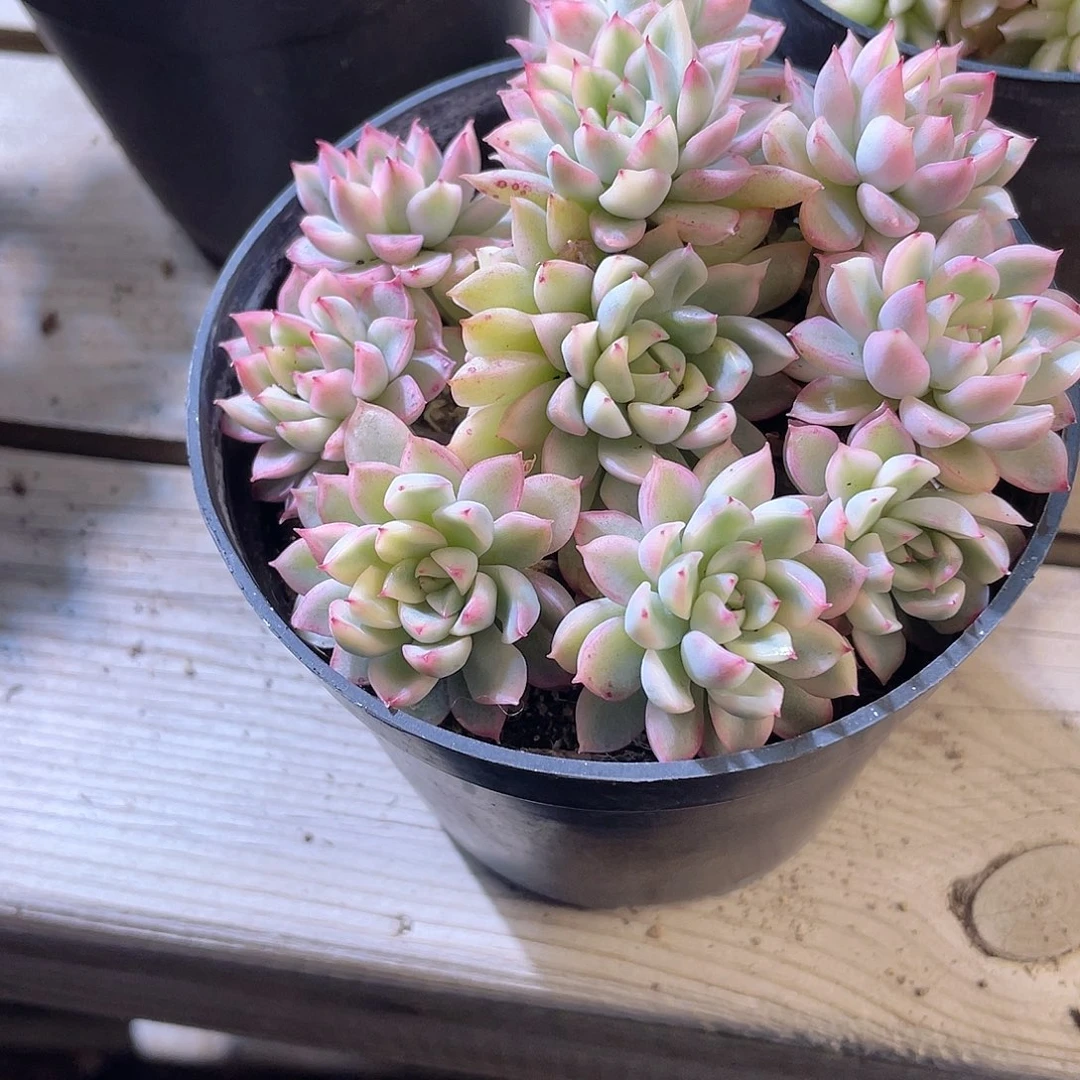 小****3035  女雏锦 六月六