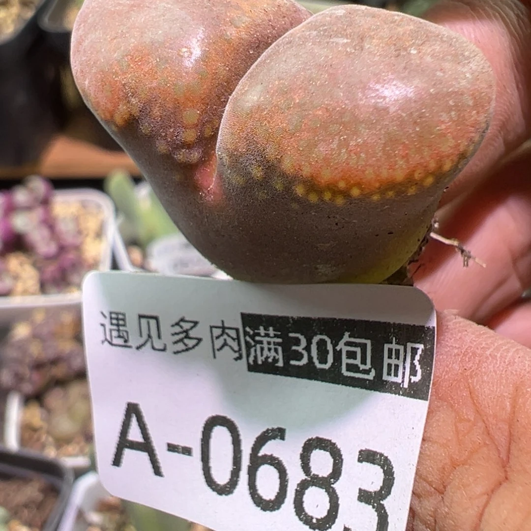 肉植物111多种111