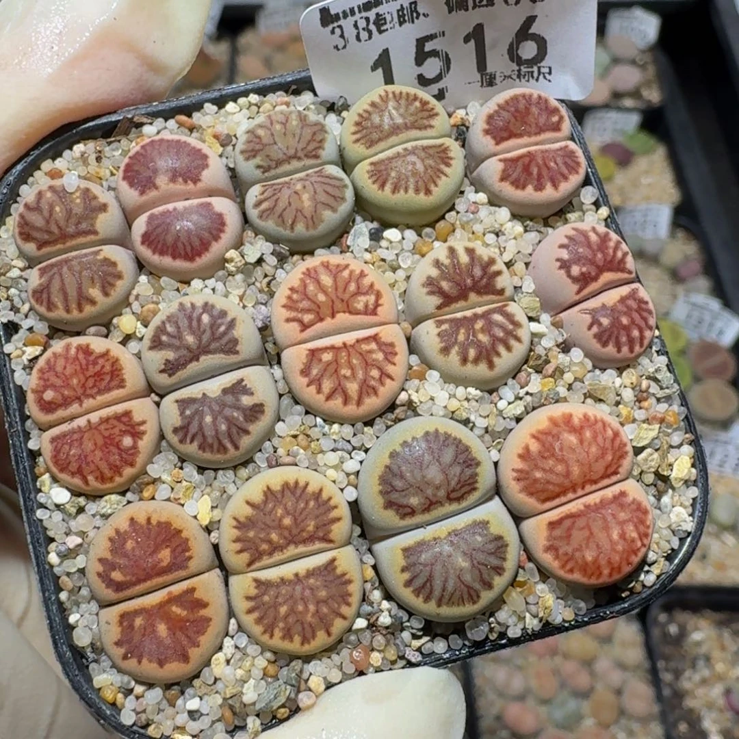 zzzz生石花肉锥1516