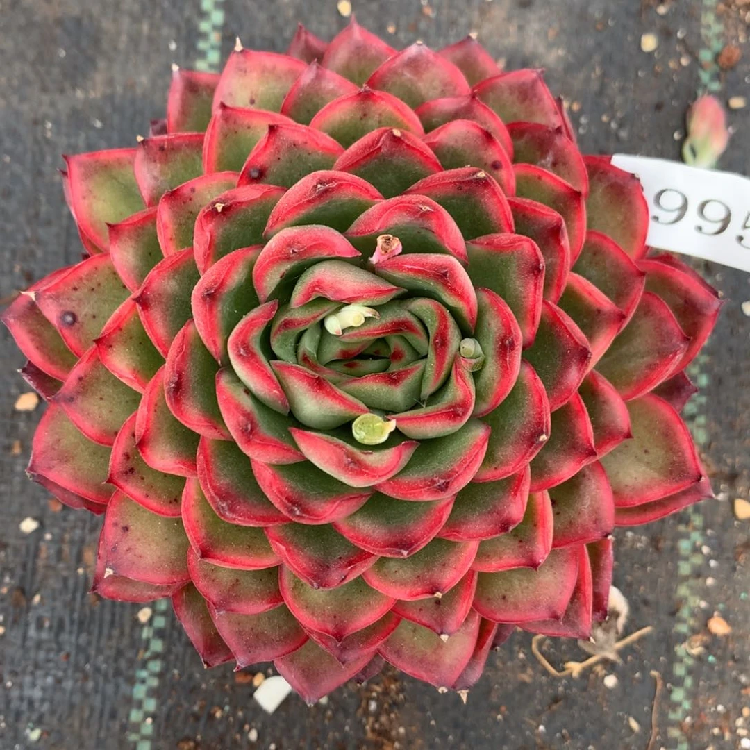 3995杂交精品基地11厘米