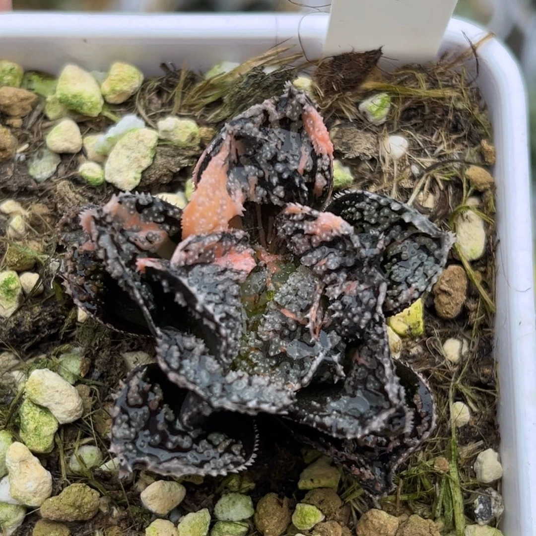 16摩多寿锦福利专场