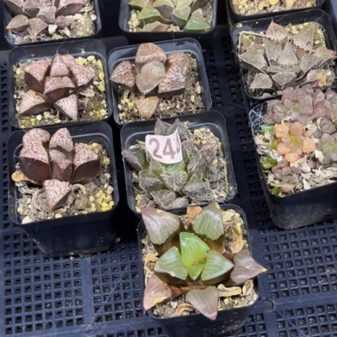 244寿如图东北不拍货