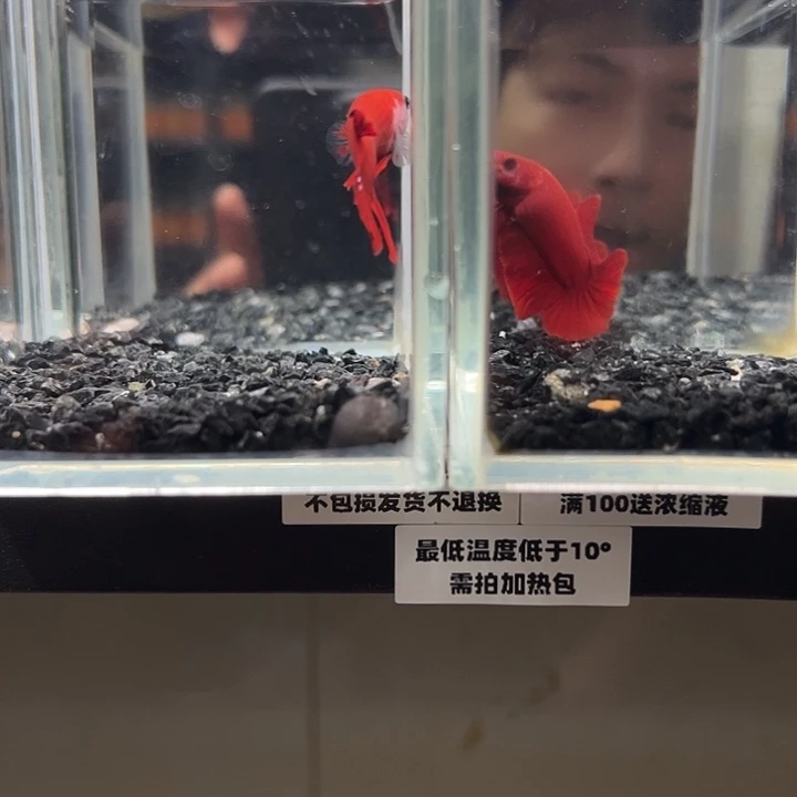 斗鱼跑单拉黑13日4+19