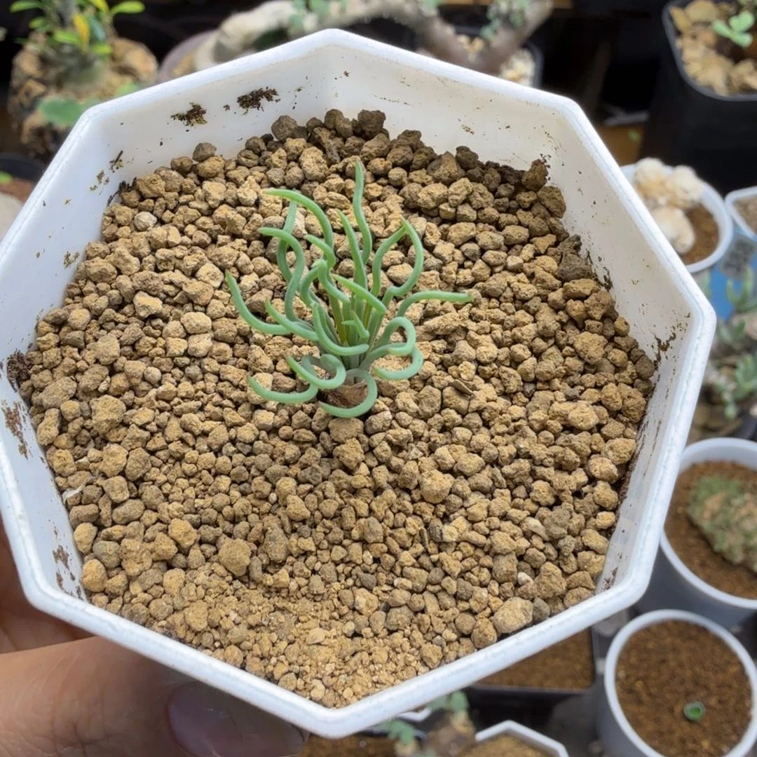 方便面弹簧苹草034仙人掌