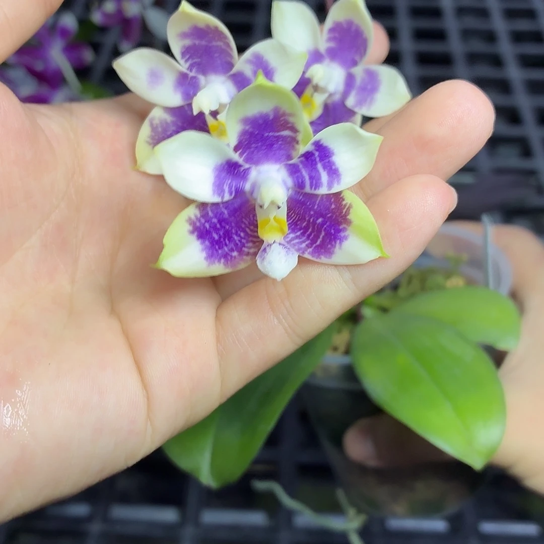 当前无花朵，栽培后可花朵A2222yss1180
