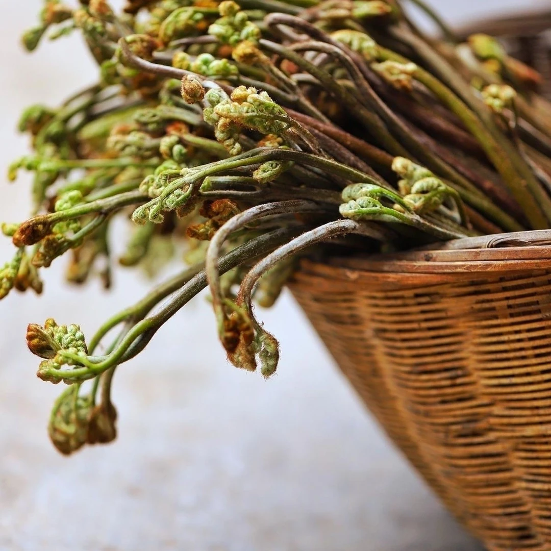 云南高山龙爪菜新鲜蕨菜农家山野菜龙爪菜凉拌蔬菜应季美味