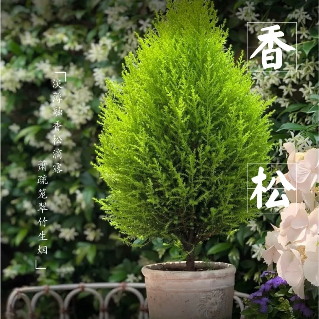 （香松）绿植盆栽四季常青有柠檬香味适合客厅阳台摆放