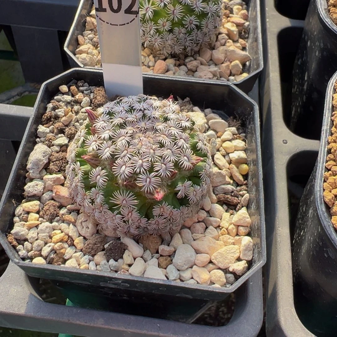 102实生根克氏丸多肉植物带盆土
