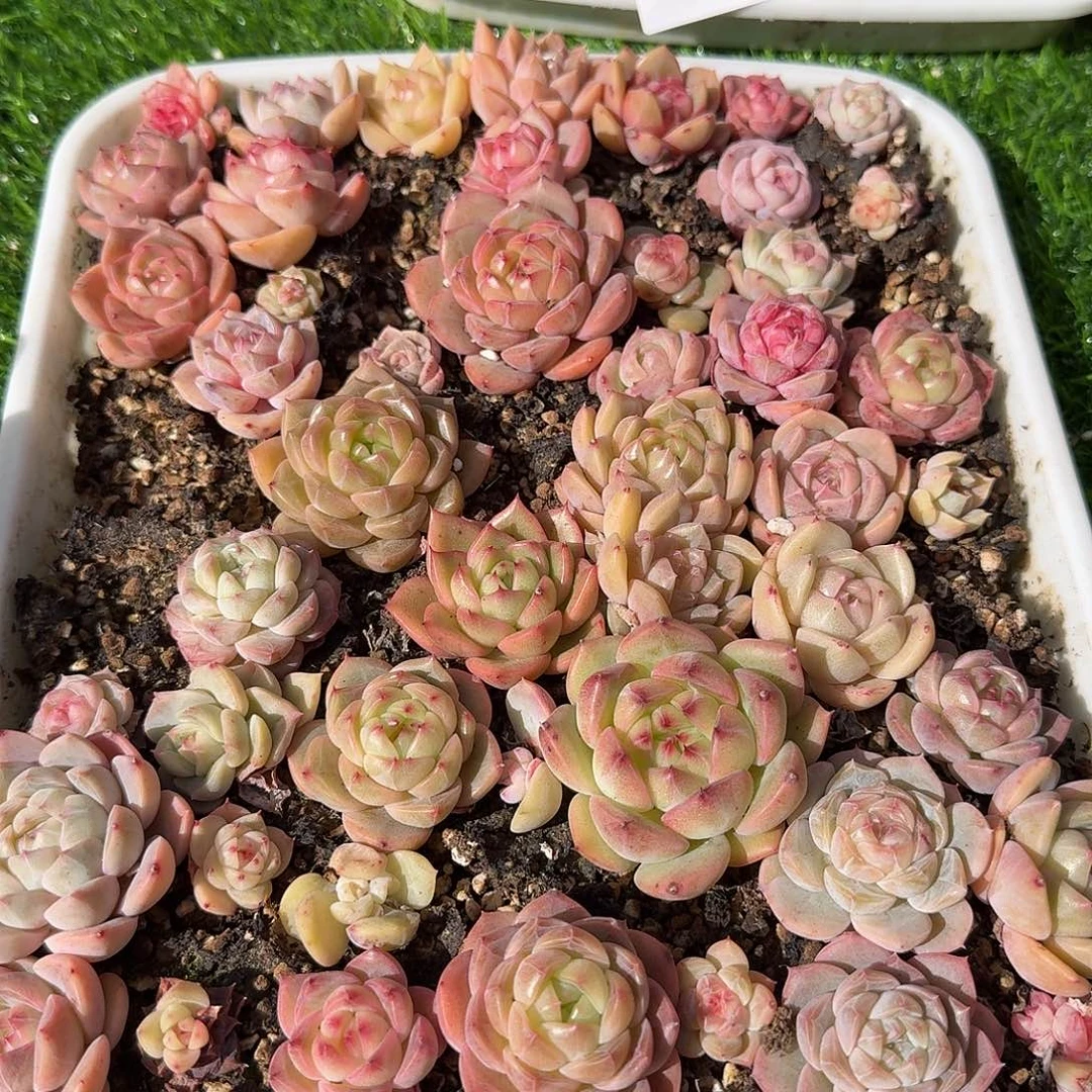 1229-04多肉一物一拍