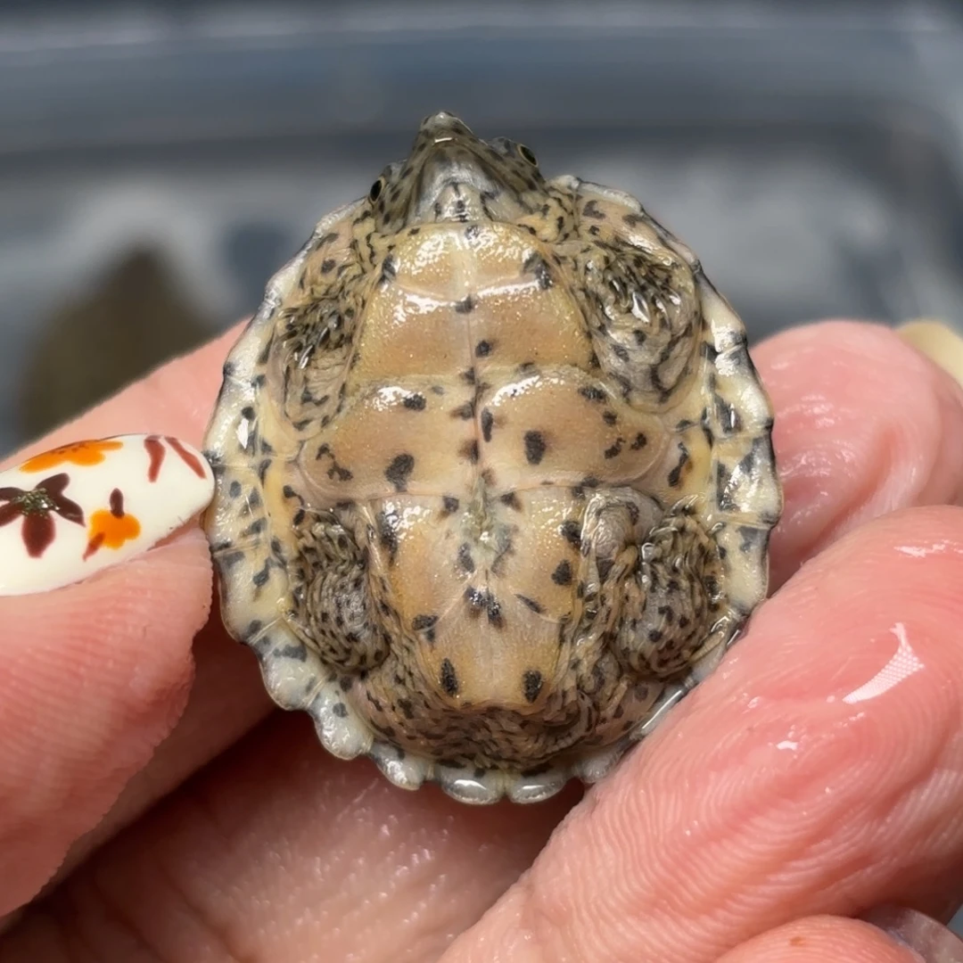 不分公母剃刀龟全品黑刀