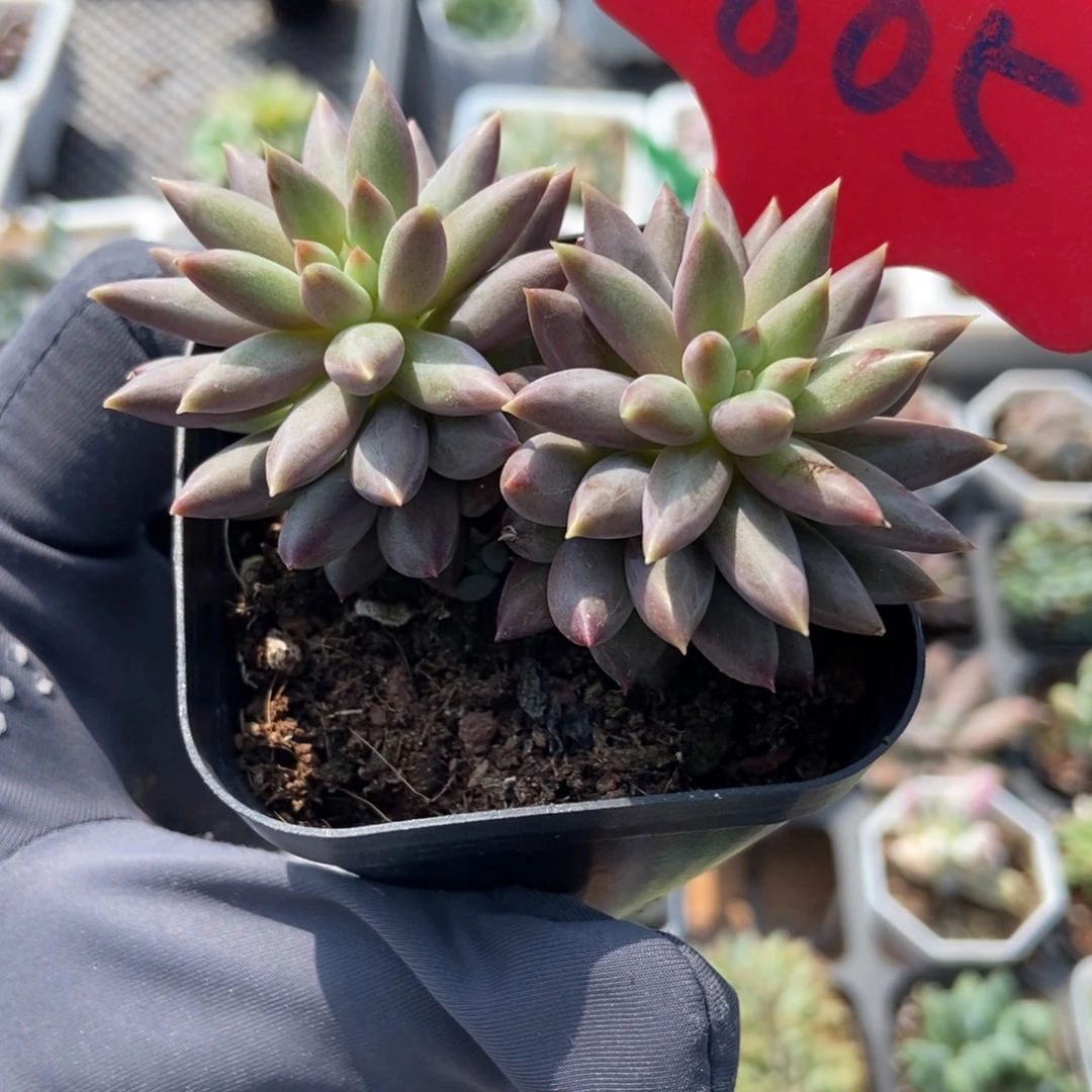 805虞美人多肉植物
