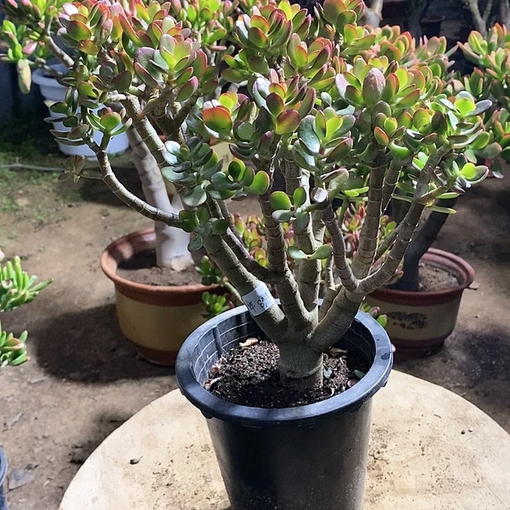 华**奇21姬红花月