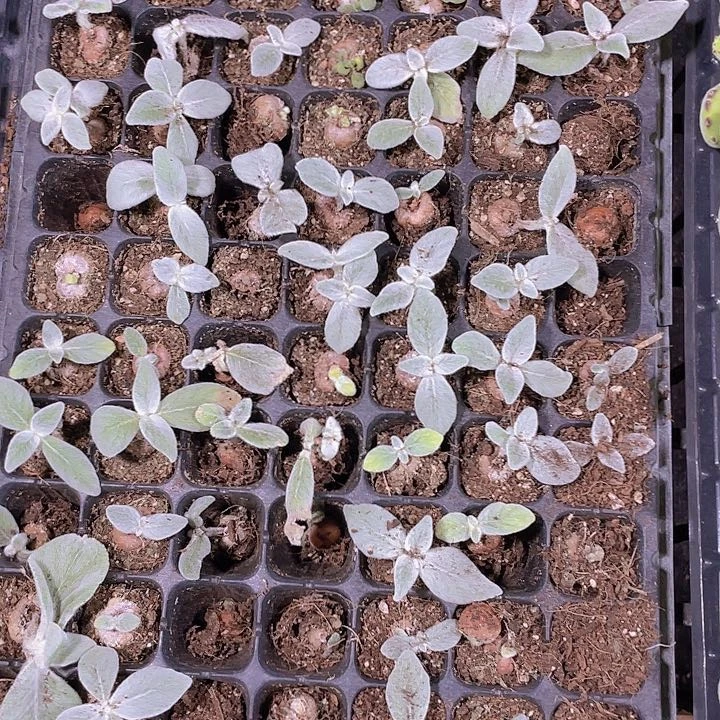 知**田20个断崖女王精品多肉