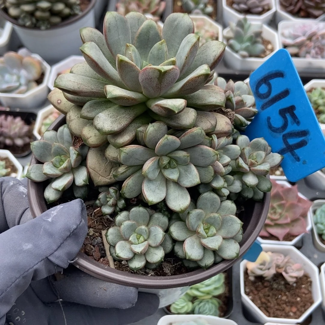 6154葡萄多肉植物