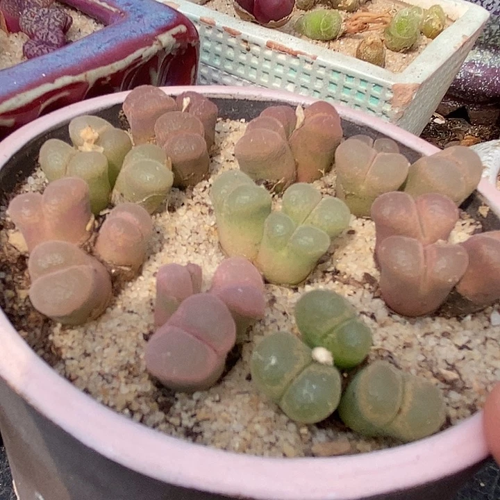 三头风铃母本一颗