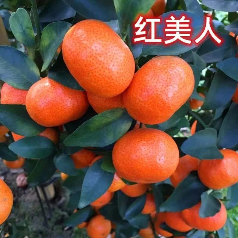 红美人橘子正宗橘子树苗优质嫁接果树苗柑橘苗盆栽地栽南北方种植