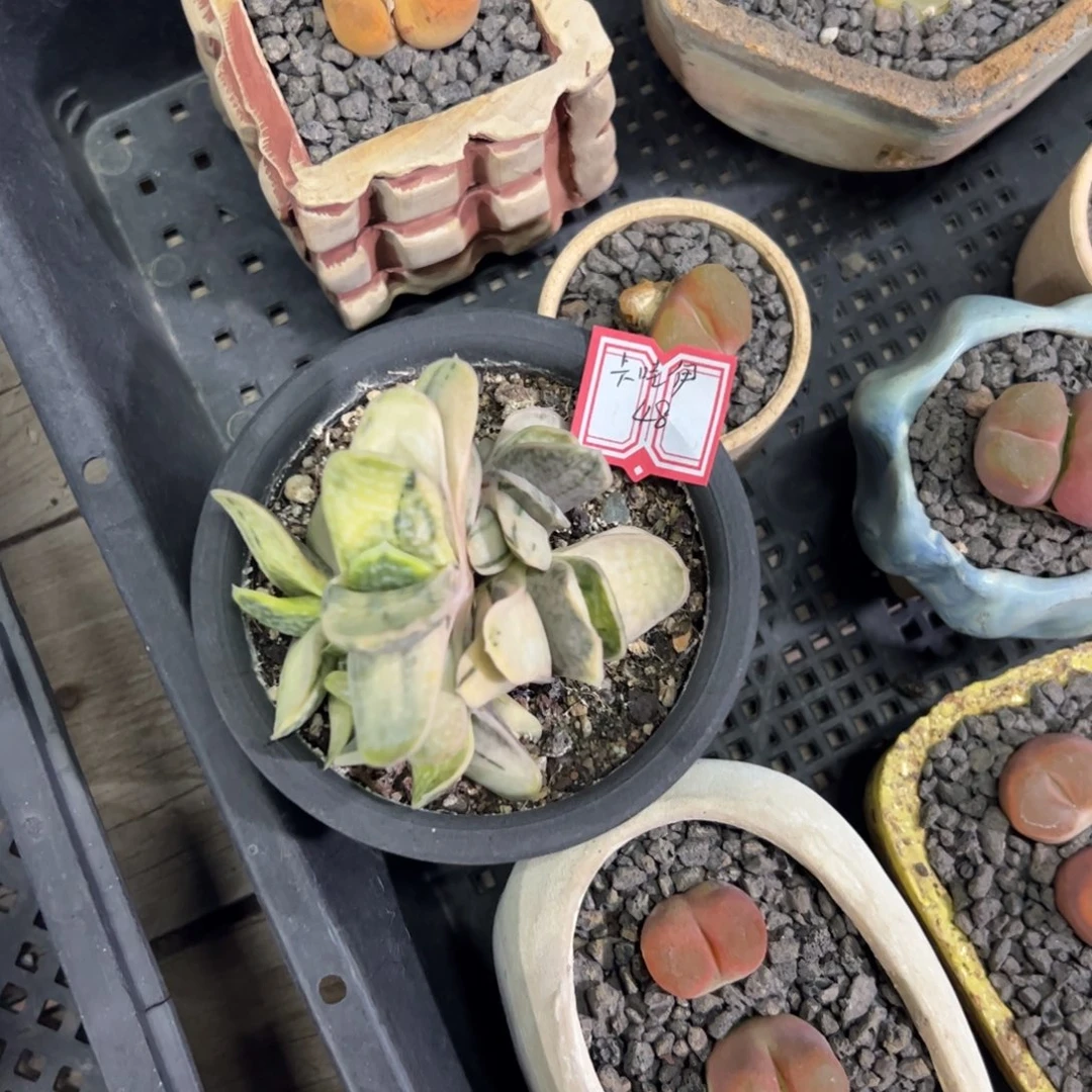 多肉植物多肉植物