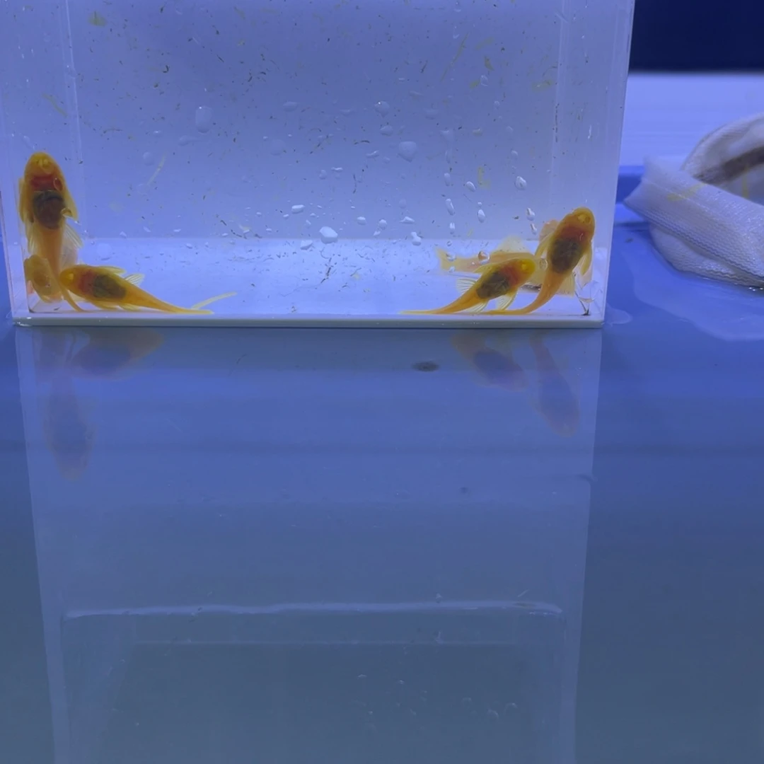 孔雀鱼胡子十条开箱视频报损
