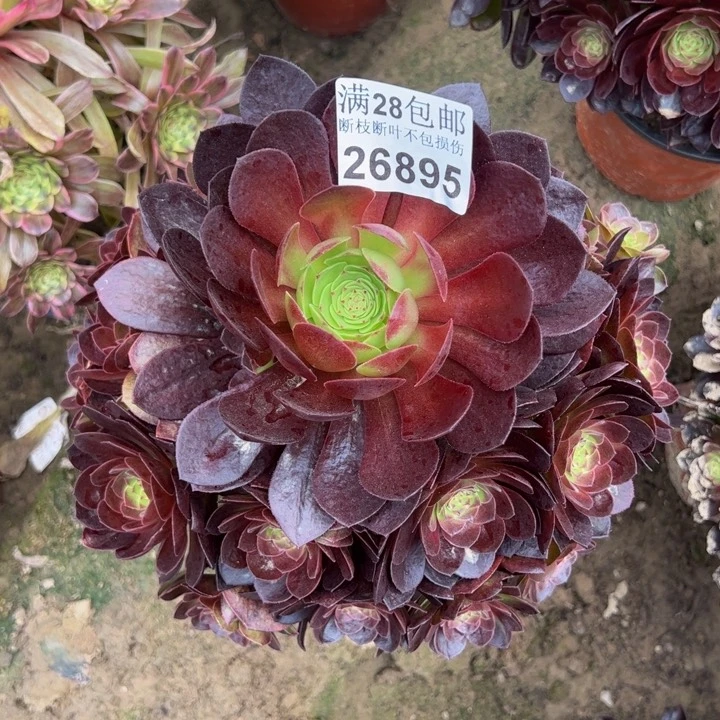 26895黑膜多肉植物