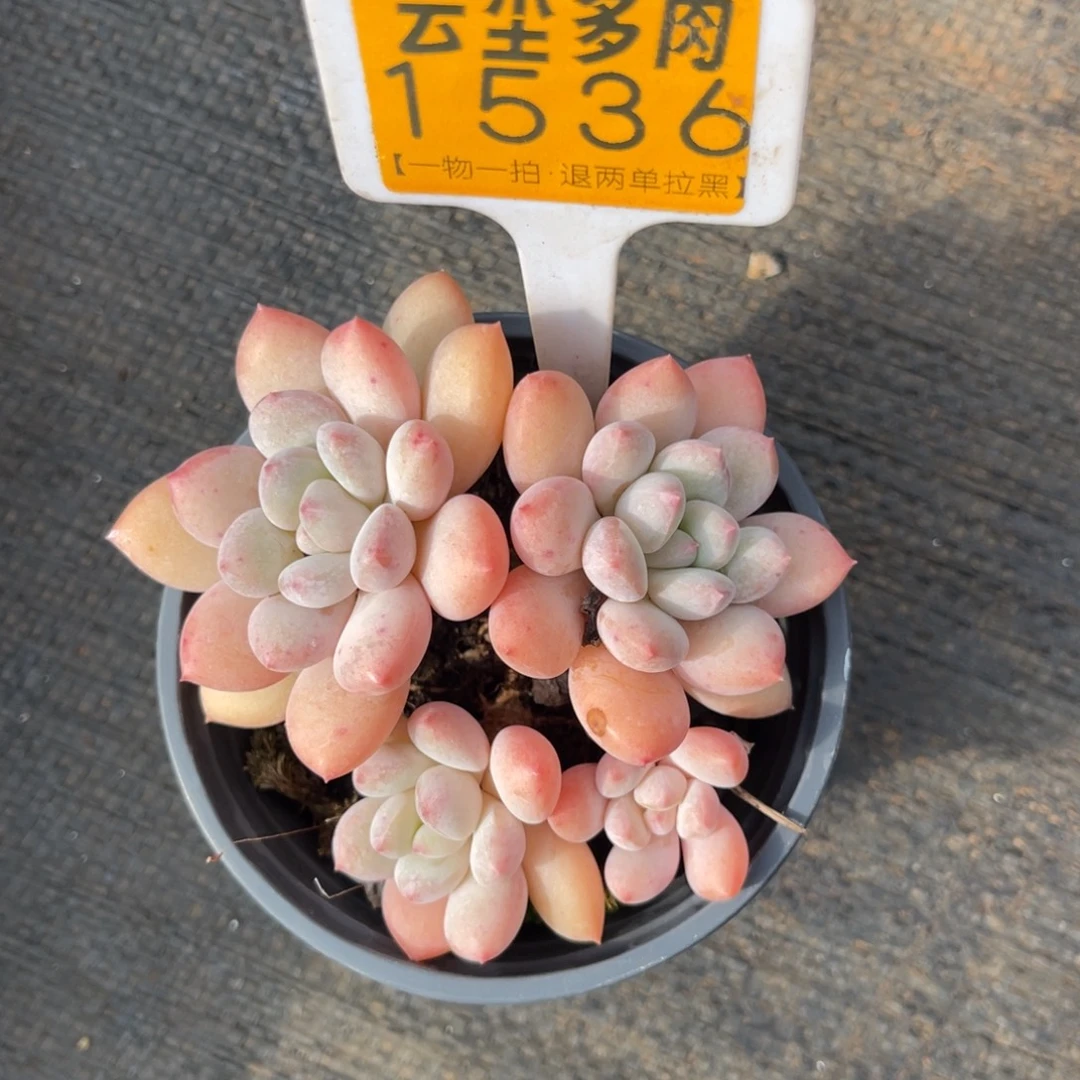 云尘多肉一物一拍1536