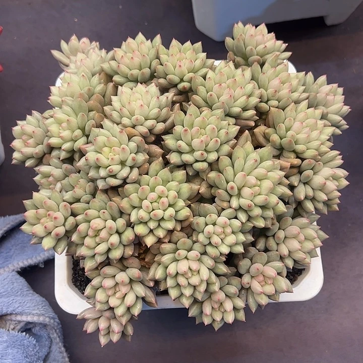 平头岩子大群多肉植物