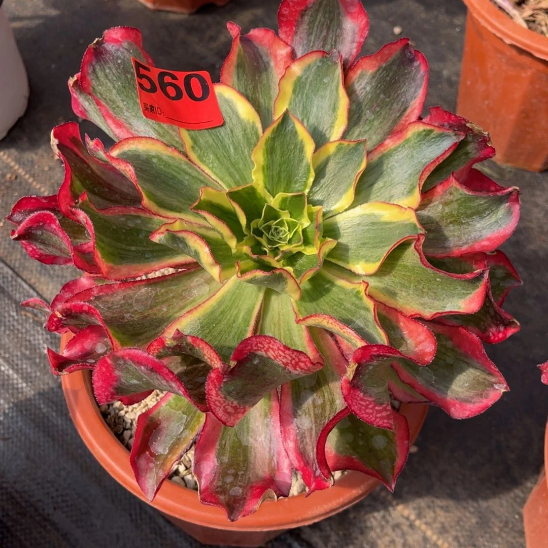 560多肉法师魅影