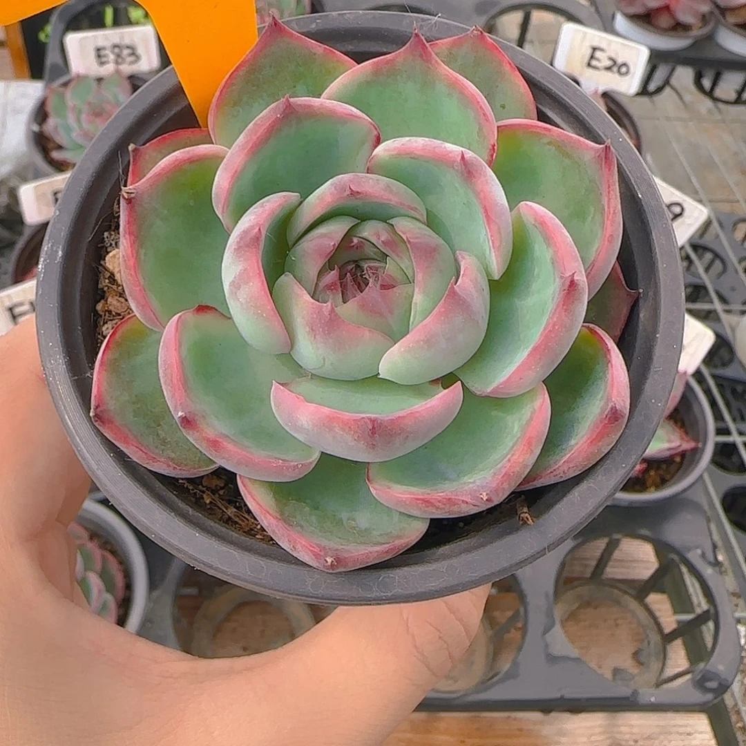 ?****꧔Q56 惊鸿仙子多肉