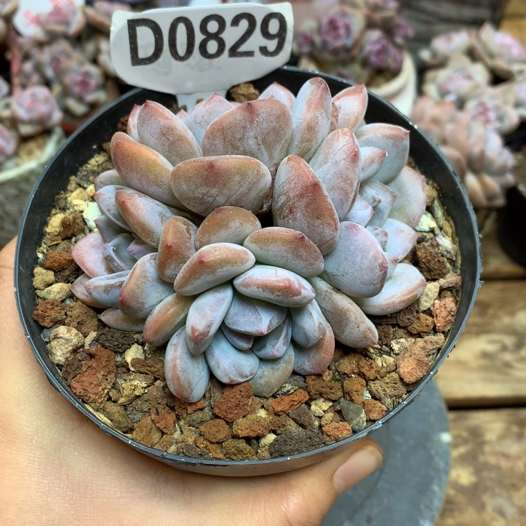 D0829 星影尝鲜福利9cm